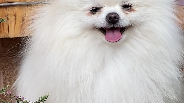 Funny cute dog