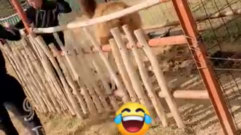 Funny video 🤣🤣🤣🤣