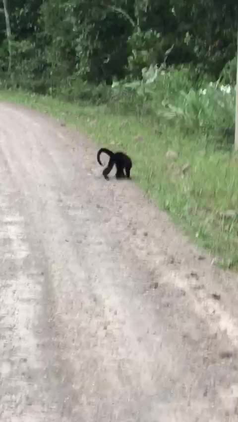 Look monkey did not reach the tree branch