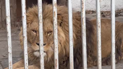 Mariupol Zoo. part 2