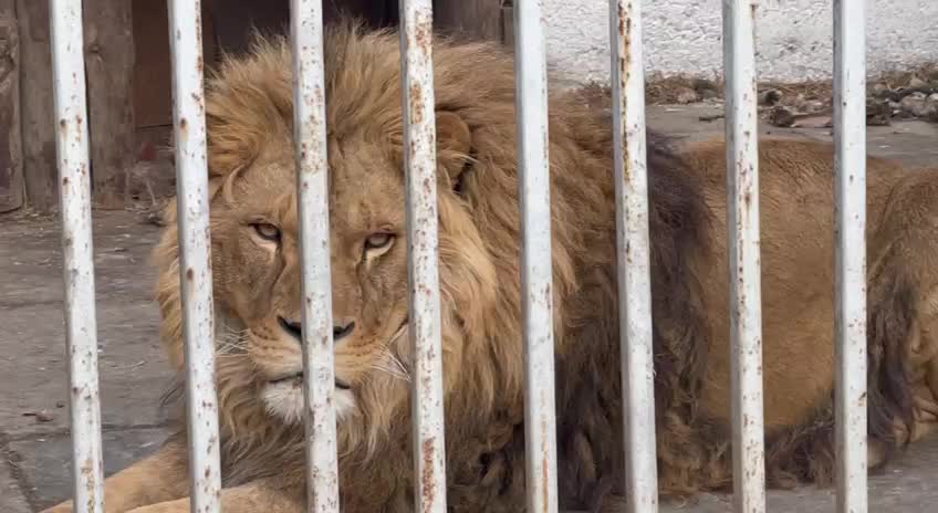 Mariupol Zoo. part 2