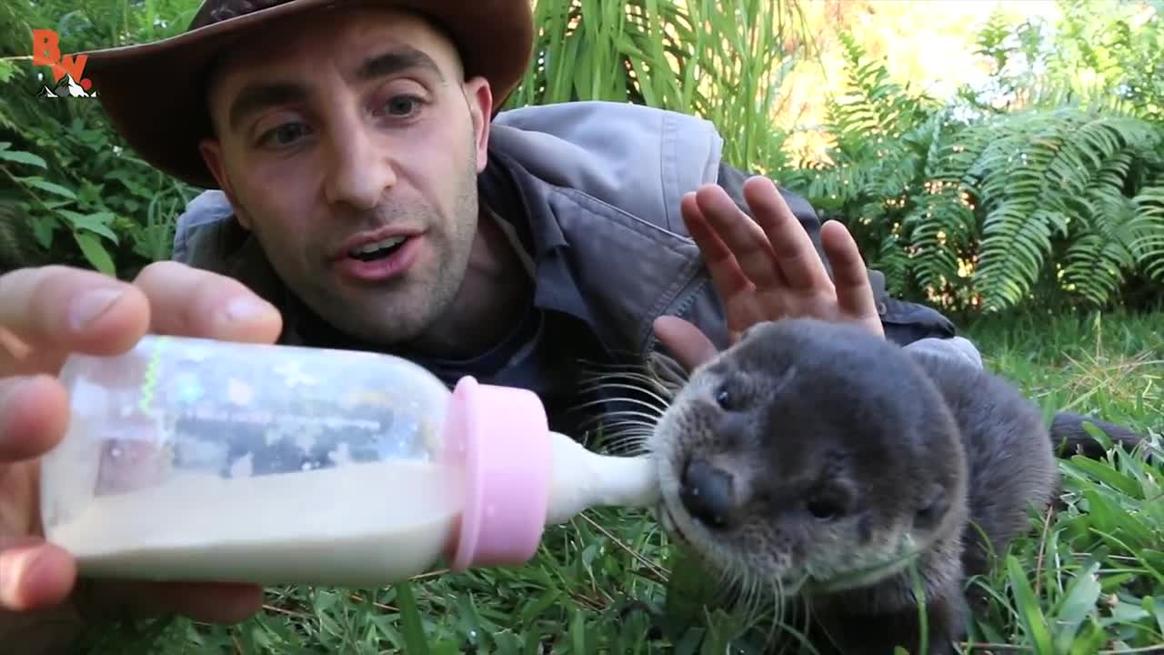 Cutest Baby Otter EVER!!