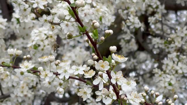 bees-on-white-flowers