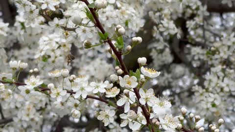 bees-on-white-flowers