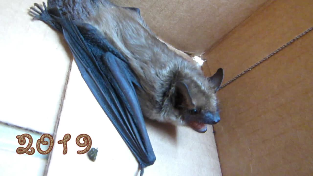 Bat In The Box