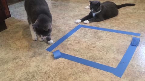 FUNNY CATS REACTION TAPE BOX TEST | Can Cats Resist Sitting in Taped Square?