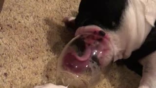 Funny dog loves wine