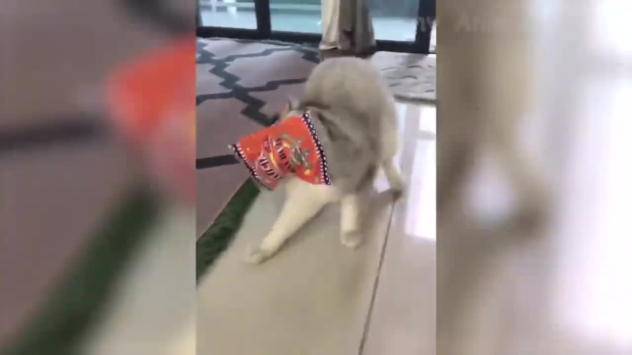 42 Funny Cat Scares Of Ordinary Things Cute And Funny Cat Reactions