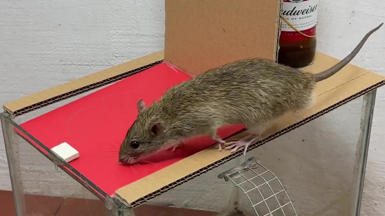 Best mouse trap idea-- good rat trap at home 2024 #rattrap #rat #mousetrap