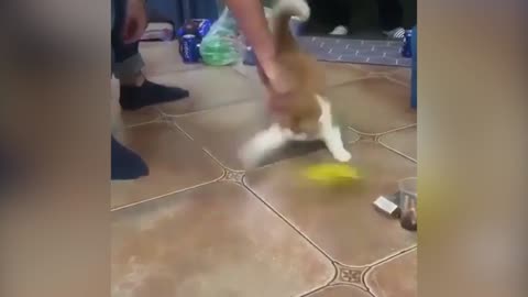 He is so fast 😂FUNNY CAT VIDEO