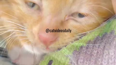 Funny Cat Moments