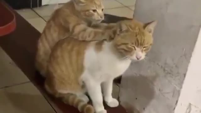 Baby cat enjoying with mother