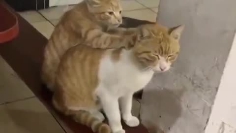 Baby cat enjoying with mother