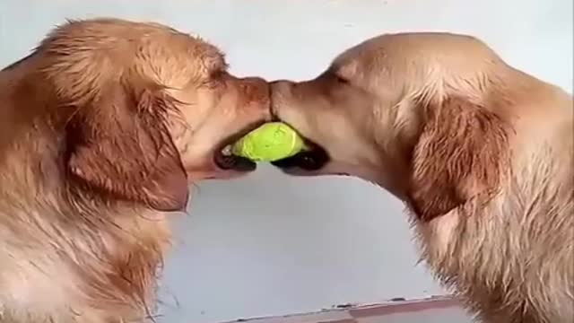 Laughs with dogs