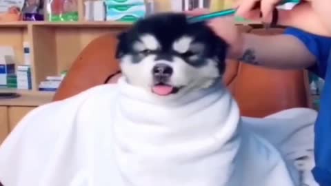 How to cut a dog's hair || New catcat video||Raj RJ