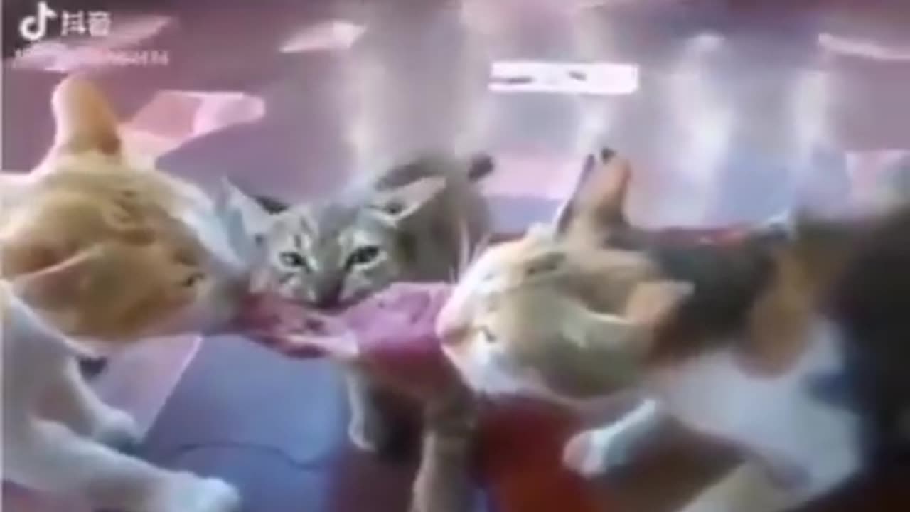 Cats funny video