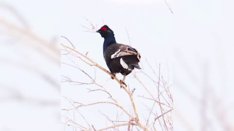 Black grouse on a high branch