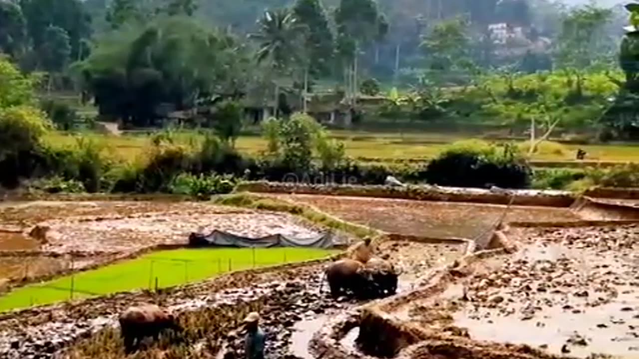 the process of planting rice in rice fields