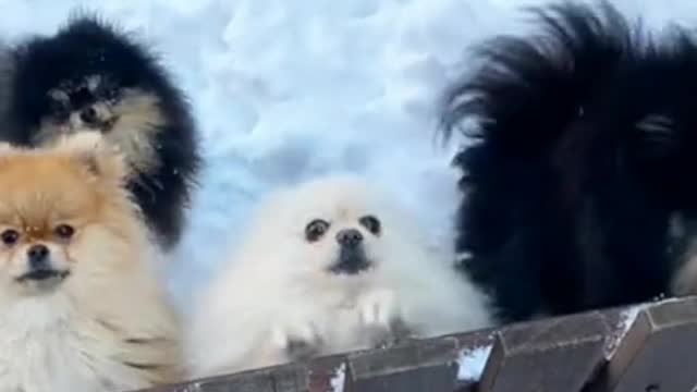 Cute Dogs 🐕 Dogs Dance Video 😍😆😊 #shortsvideos #Youtubeshorts #shorts #dogsvideos