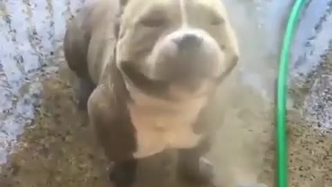 The best part about waiting in line at an amusement park #smiley #pitbull #Happiness