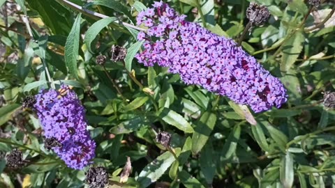 Summer Lilac