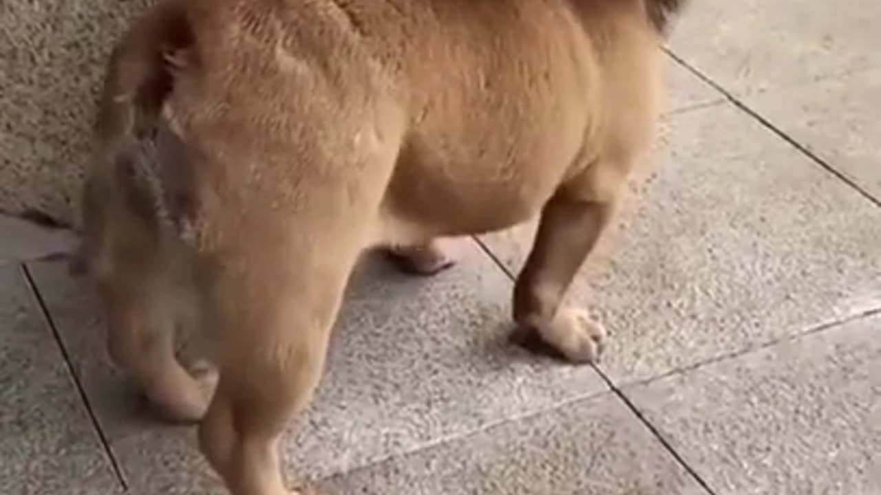 Dog funny video and amazing video