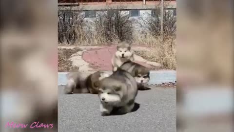 CUTE ANIMALS | ALASKAN MALAMUTE SO CUTE AND FLUFFY❤😍