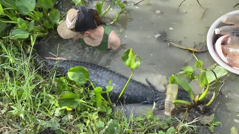 Trapping 65KG Giant Fish With Octopus For Survival!