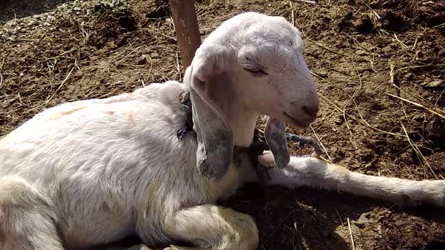 My Goat Beautiful Baby is Angry with me