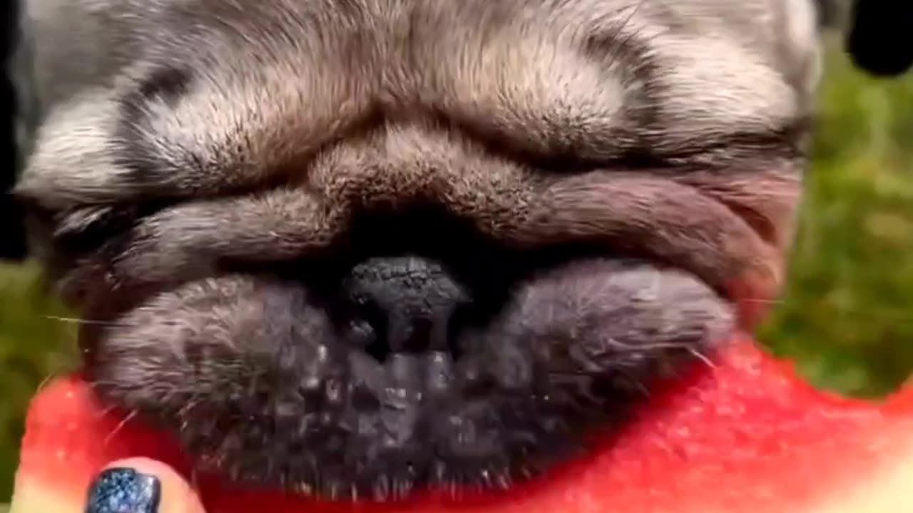 Pug funny video || #pugloverworld