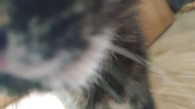 I was attacked by a kitten