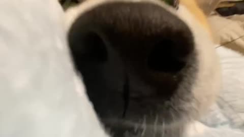 Big all nose