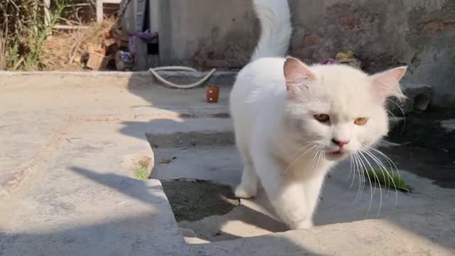 cute cat taking rest near the honey bees#QuiteCatVideo