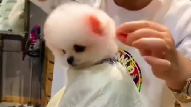 Cute Funny Puppy Videos 2021 short_12 Pets that Will Make Your Day 100% Better