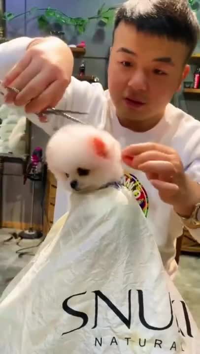 Cute Funny Puppy Videos 2021 short_12 Pets that Will Make Your Day 100% Better