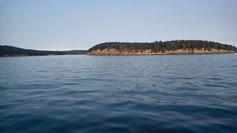 San Juan Island Killer Whales