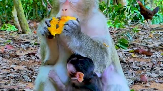 So Cutest Style baby Monkey Tyson Drinking Milk, How Monkey Tyson cute?