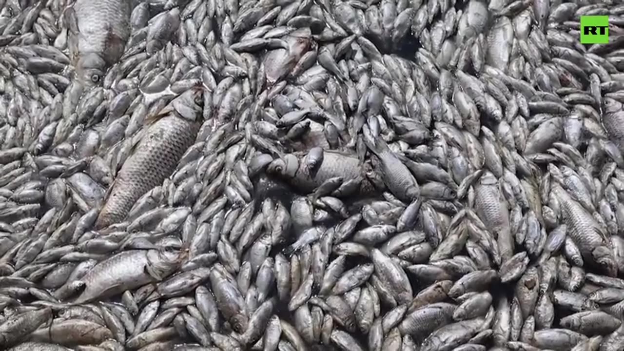 The EXTERMINATION of the human race is in full force - Greek river full of dead fish