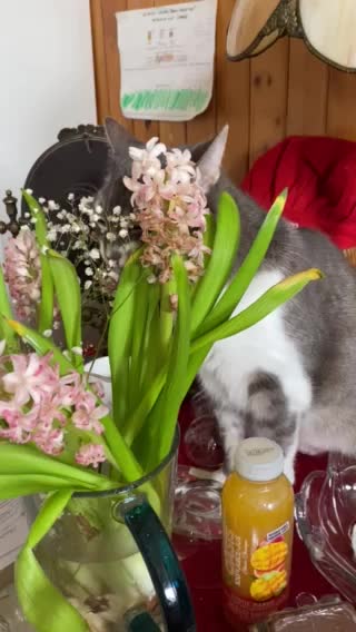 Time to eat the flowers