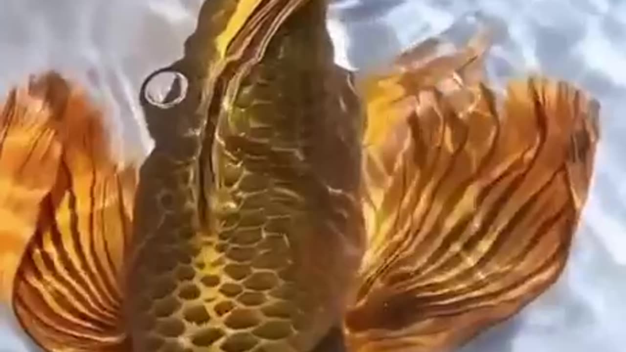 Gold Butterfly Koi