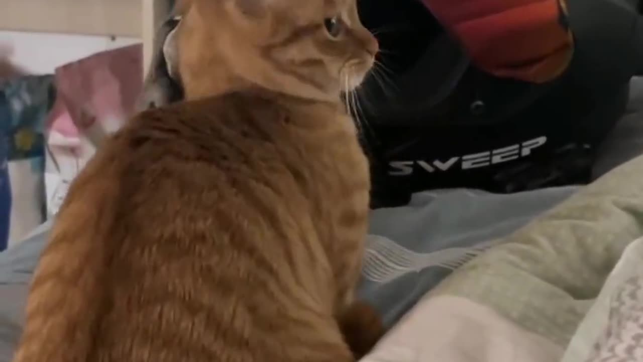 Funny cat
