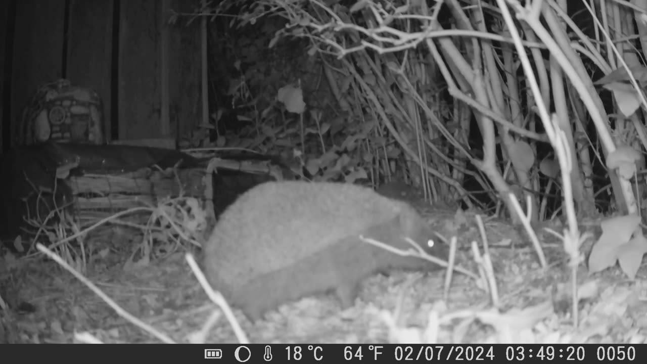 Hoglets Eating Out