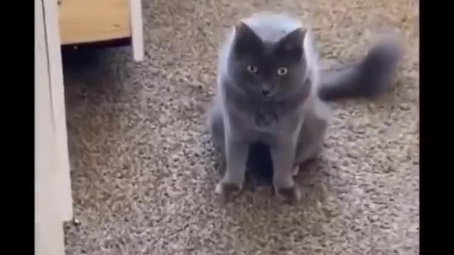 funny cat