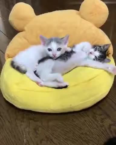 Amazing Family cat