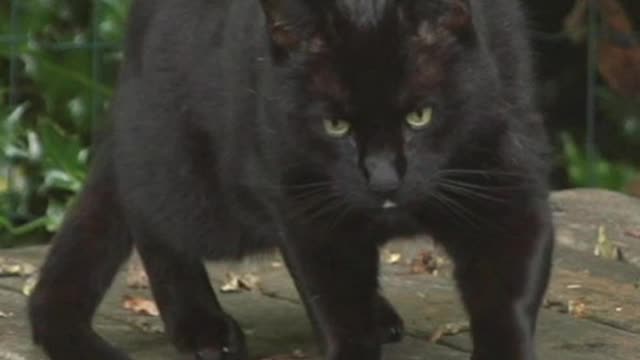 Wtat a black cat.