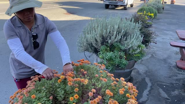 Pinch and smell the lavender as you cut spent blooms