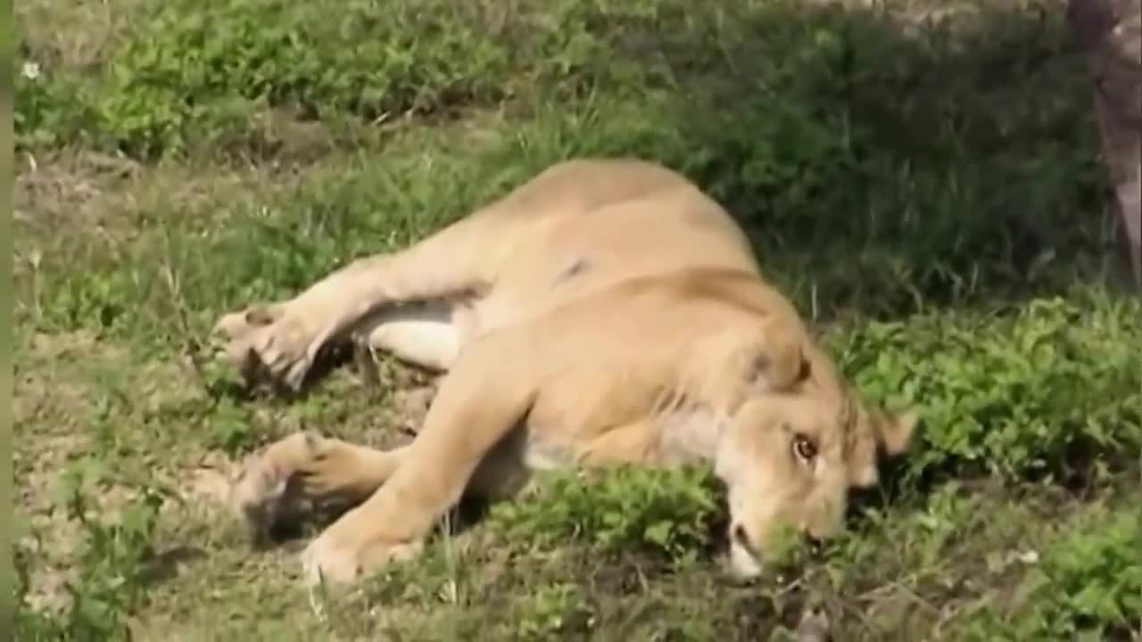 Crazy Man Entered The Lions Cage in Taipei Zoo Horrible News Video of man vs Lion