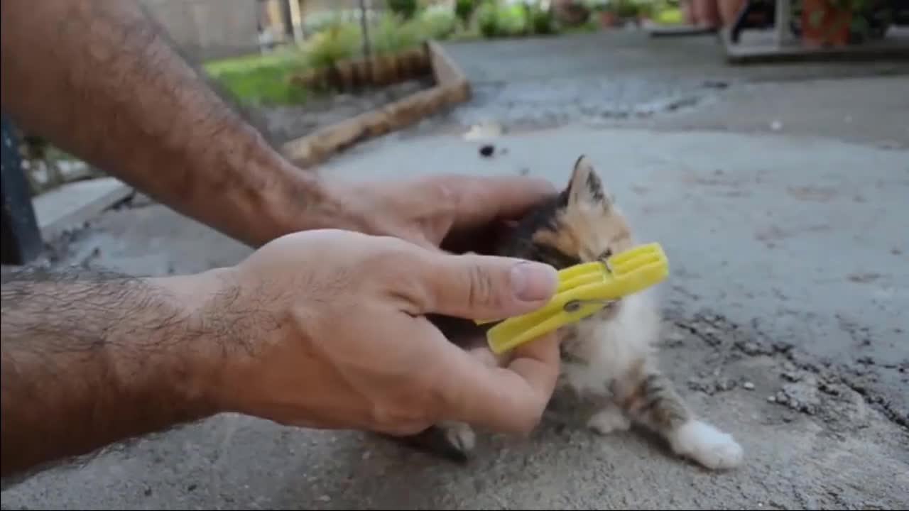 I can remove my cat batteries, a cute little kitty