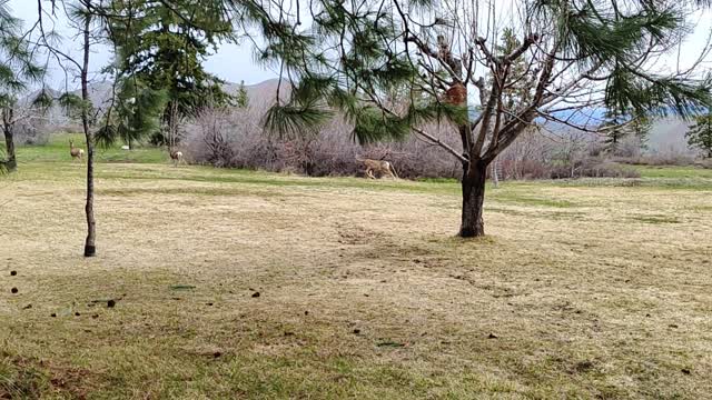 Deer start to show up on our front yard