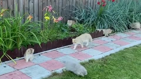 What are those super cute baby cats searching for?